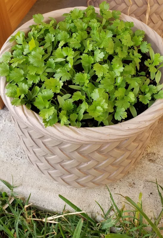 Calypso Cilantro Seeds photo review