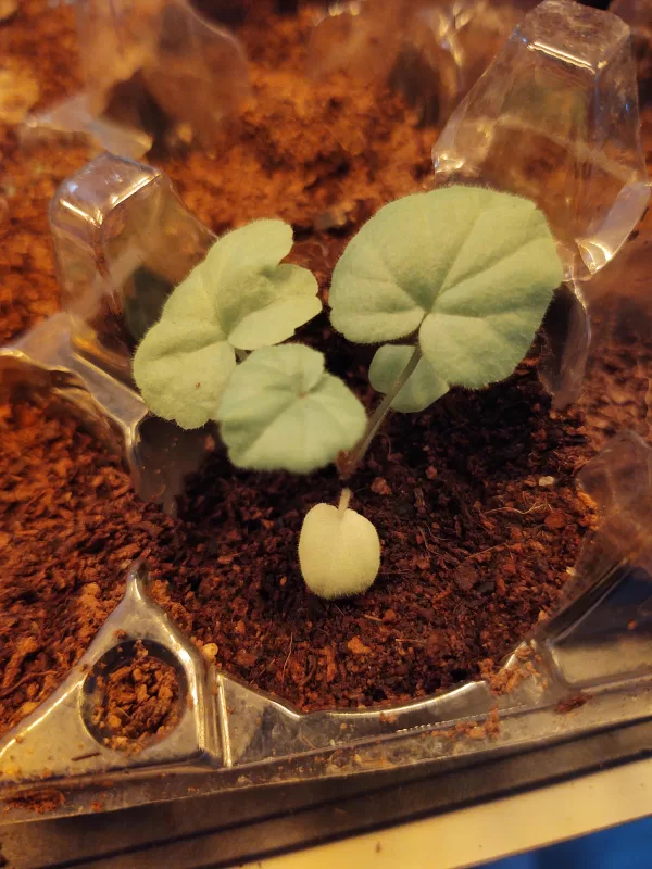 Maverick™ White Hybrid Geranium Seeds photo review