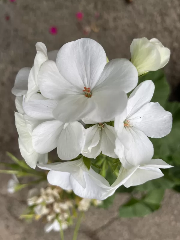 Maverick™ White Hybrid Geranium Seeds photo review