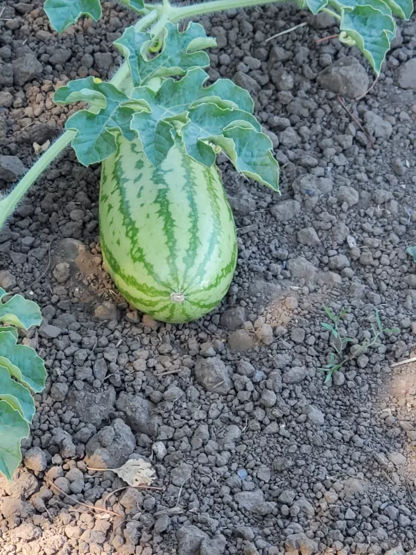 Sweet Beauty Hybrid Watermelon Seeds photo review