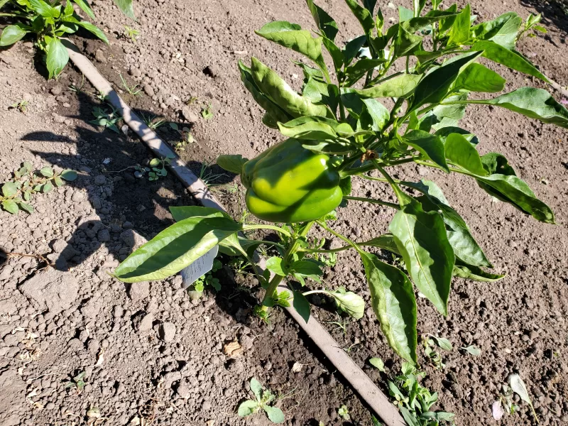 Whopper II Hybrid Bell Pepper Seeds (P) Pkt of 15 seeds photo review