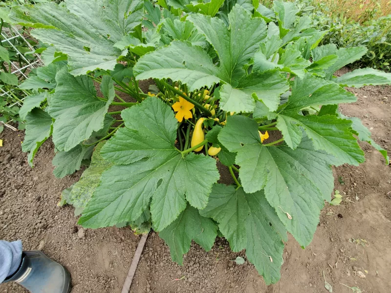 Summerpac Hybrid Squash Seeds photo review