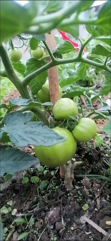 Big Yummy Hybrid Tomato Seeds photo review