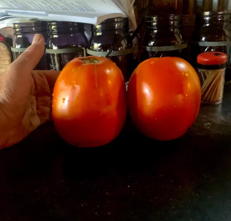 Big Yummy Hybrid Tomato Seeds photo review
