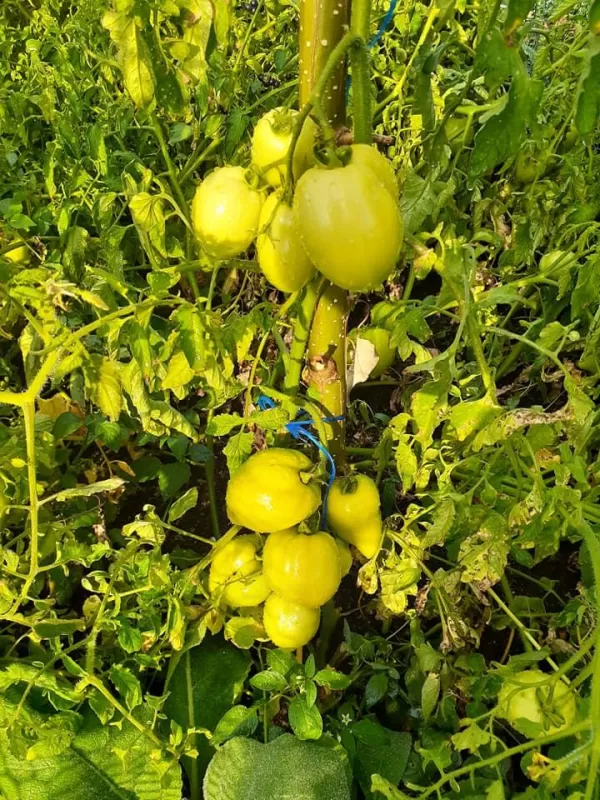 Corleone Hybrid Tomato Seeds photo review