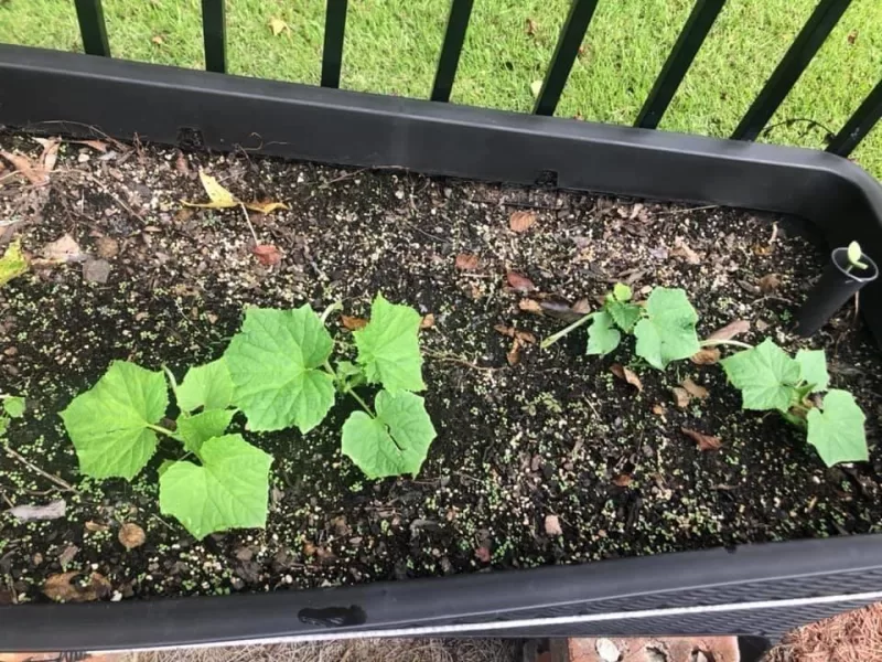 Tasty Green Hybrid Cucumber Seeds photo review