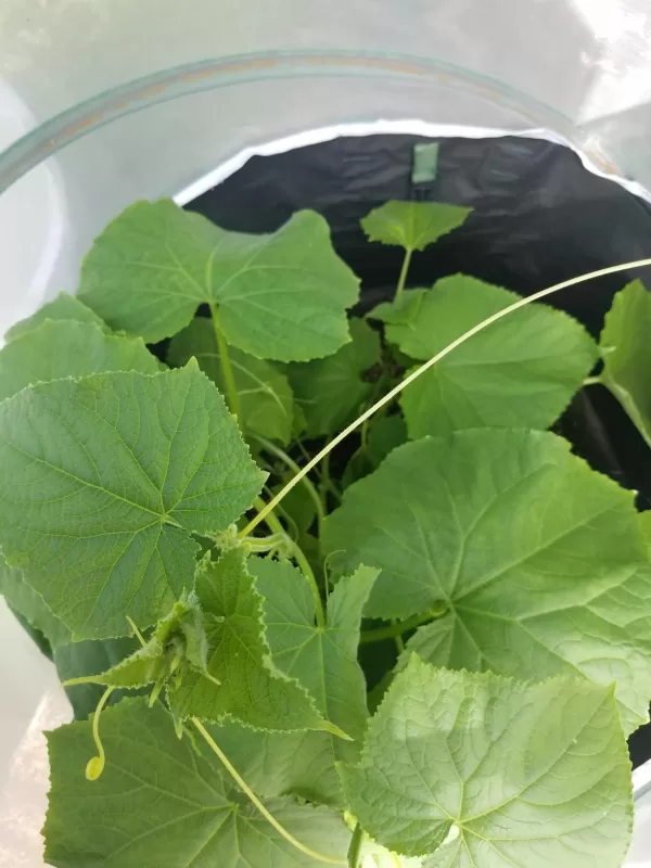 Saladmore Bush Hybrid Cucumber Seeds photo review