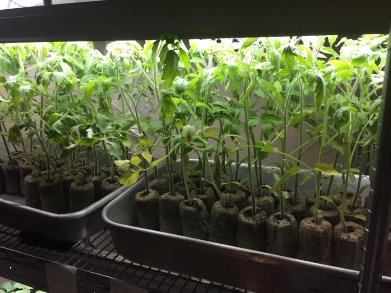 Mountain Fresh Plus Hybrid Tomato Seeds photo review