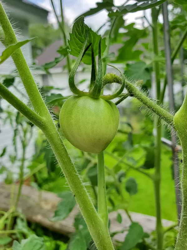 Pink-a-licious Hybrid Tomato Seeds photo review