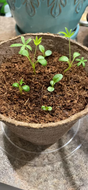 Echinacea 'Kim's Knee High' Seeds photo review