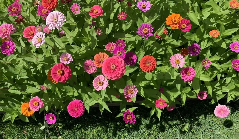 Double Zahara™ Brilliant Mix Zinnia Seeds photo review