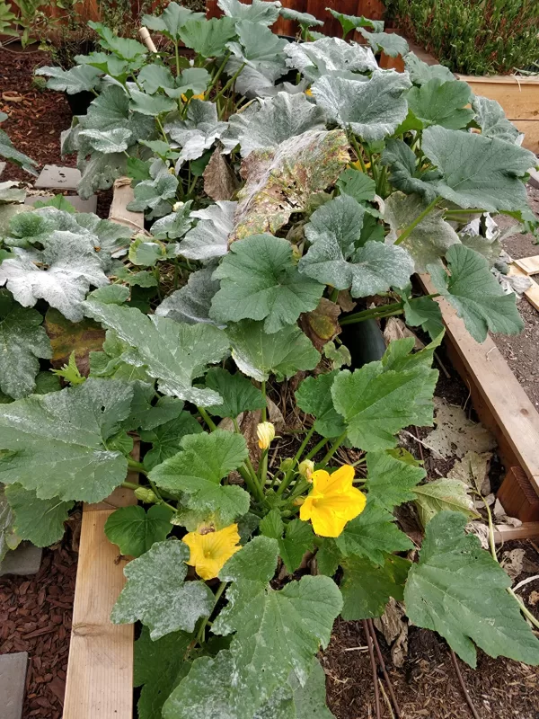 Bossa Nova Hybrid Squash Seeds photo review