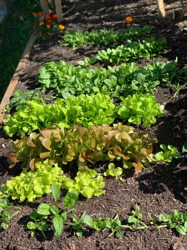 Babyleaf Lettuce Blend Seed photo review