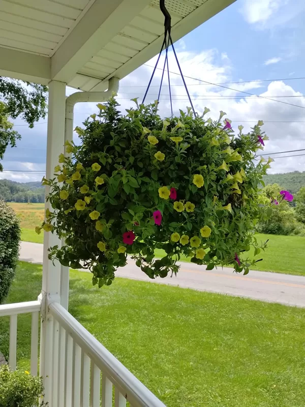 100pcs/bag petunia seeds petunia plants hanging bonsai mini petunia beautiful flower seeds photo review