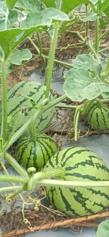 Jenny Hybrid Watermelon Seeds photo review