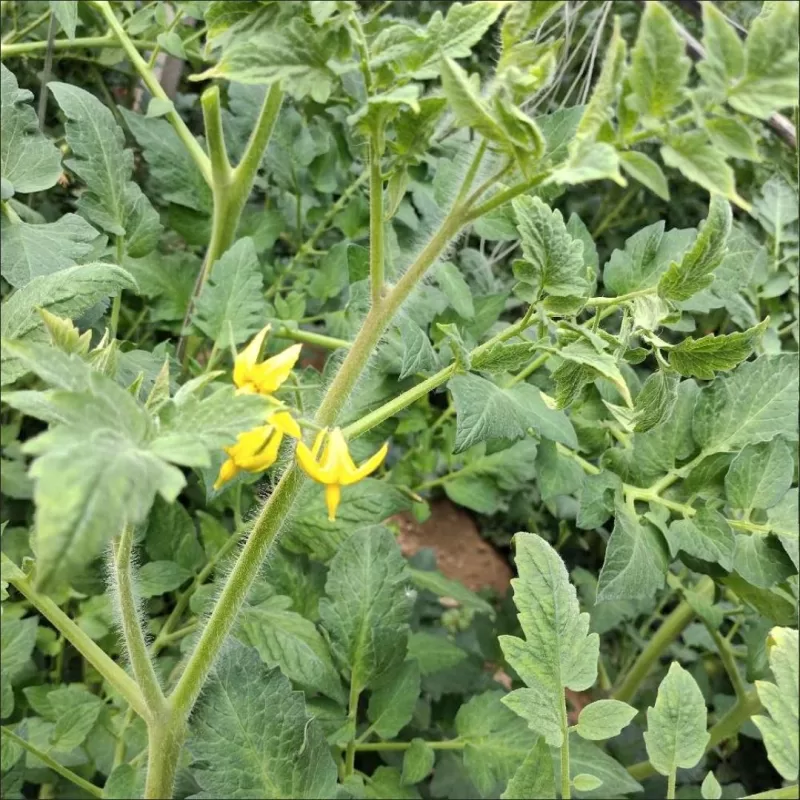 Better Bush Hybrid Tomato Seeds photo review