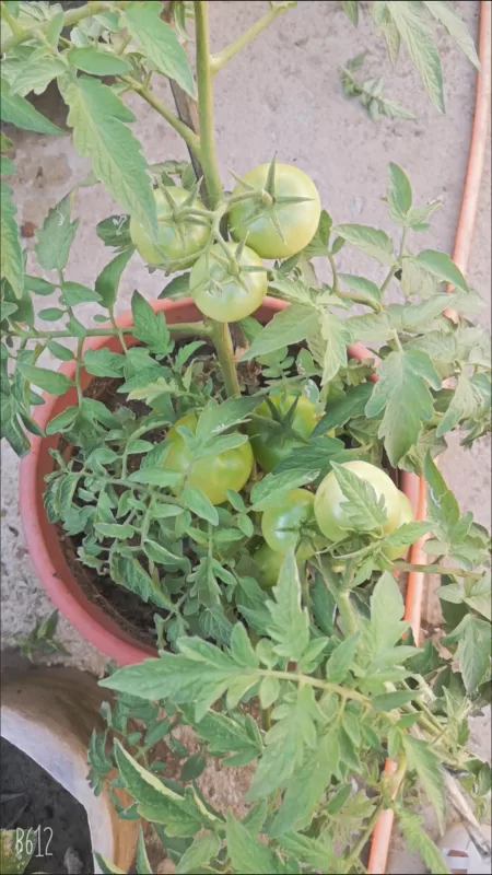 Rocky Top Tomato Seeds photo review