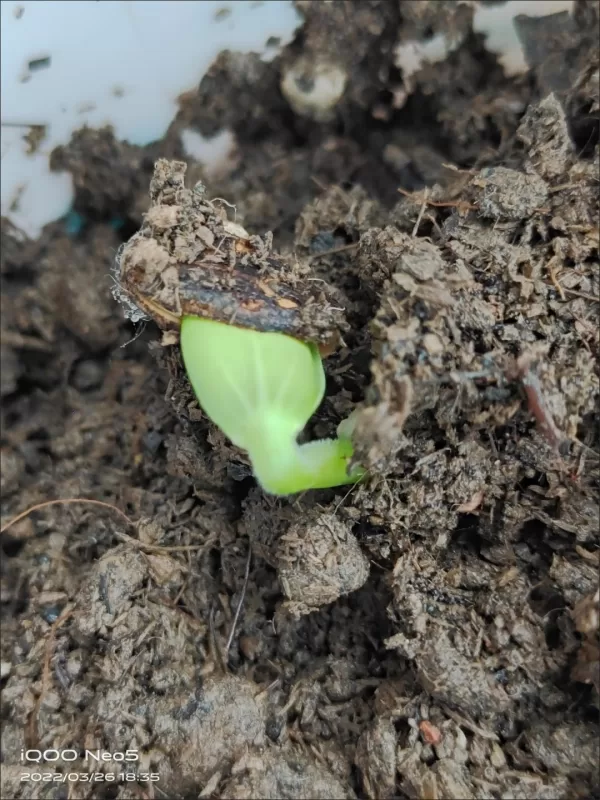 Sweet Beauty Hybrid Watermelon Seeds photo review