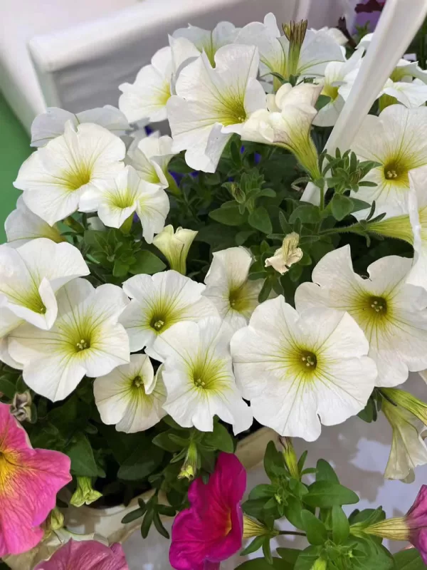 Kabloom® White Calibrachoa Seeds photo review