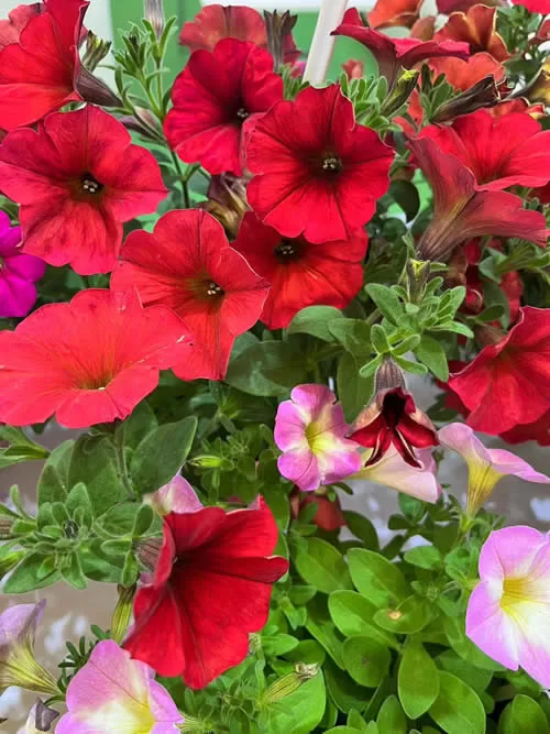 Tidal Wave® Red Velour Petunia Seeds photo review