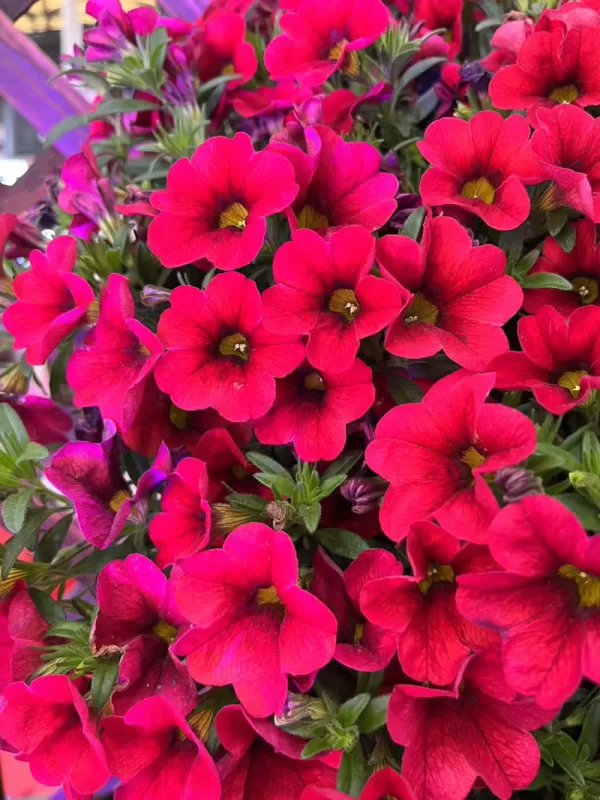 Kabloom® Cherry Calibrachoa Seeds photo review