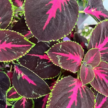 Wizard® Select Mix Improved Coleus Seeds photo review