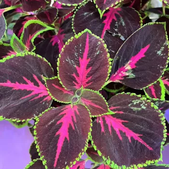 Wizard® Select Mix Improved Coleus Seeds photo review