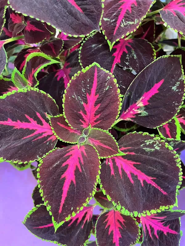 Chocolate Covered Cherry Coleus Seeds photo review