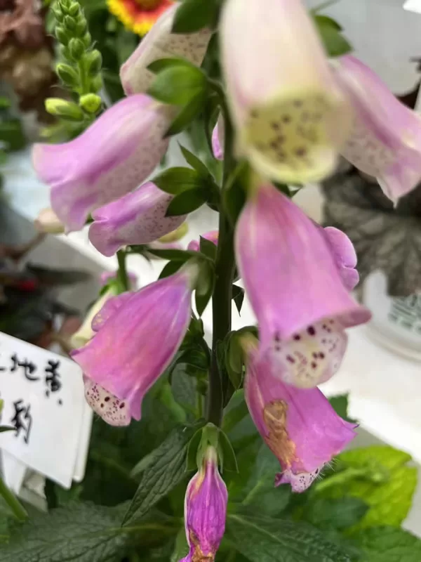 Candy Mountain Foxglove Seeds photo review