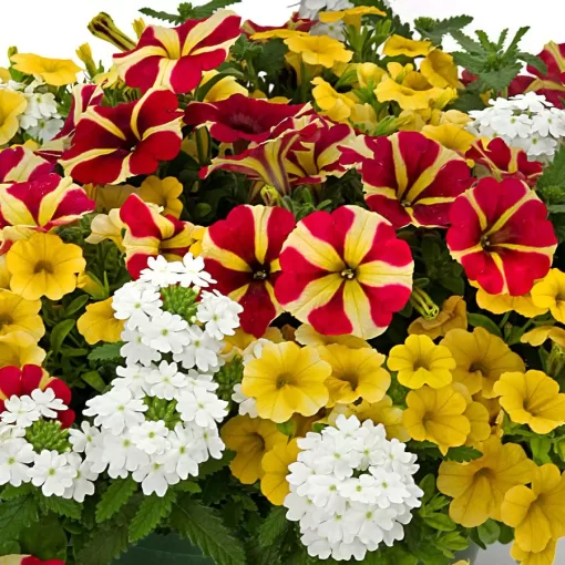 Blooming Block Kwik Kombos Blueberry Twist Mix Seed