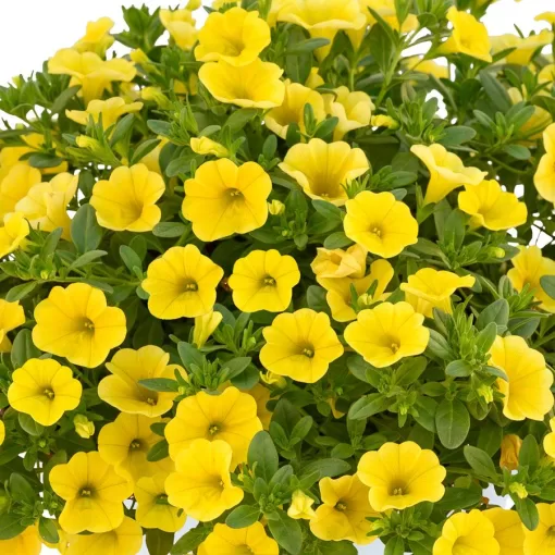 Blooming Block Kwik Kombos Blueberry Twist Mix Seed - Image 3