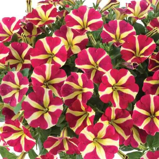 Blooming Block Kwik Kombos Blueberry Twist Mix Seed - Image 4