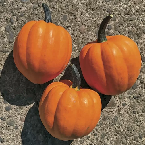 Goldilocks F1 Acorn Squash Seeds - Image 2