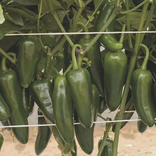 San Joaquin Jalapeno Pepper Seeds - Image 2