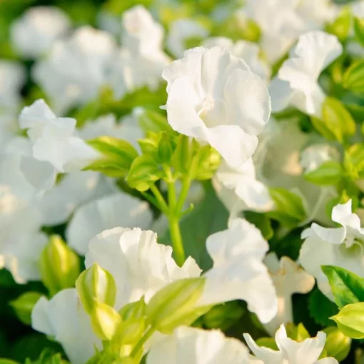 Summery Love Pure White F1 Torenia Seeds - Image 3