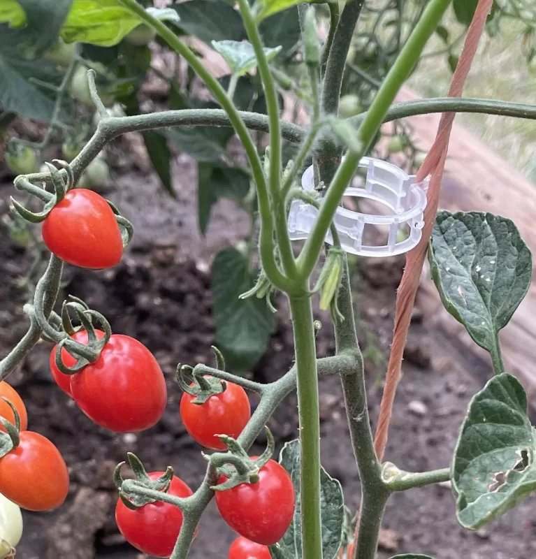 Sugar Rush Hybrid Grape Tomato Seeds photo review