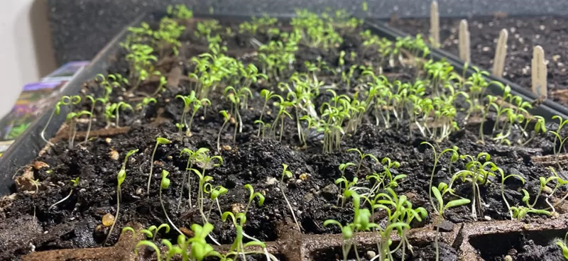 Phlox Paniculata 'Twister' Seeds photo review