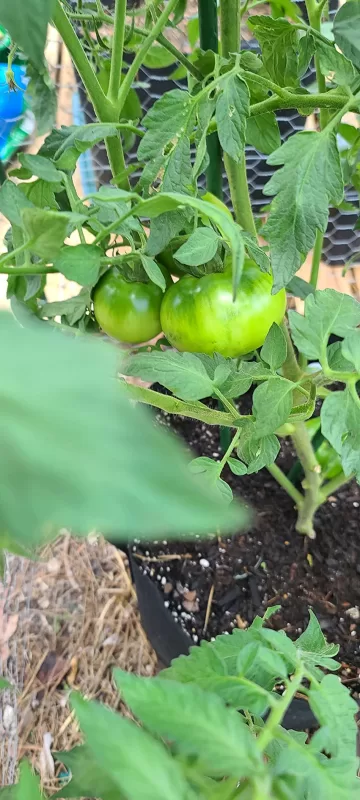 Big Bunch Hybrid Tomato Seeds photo review