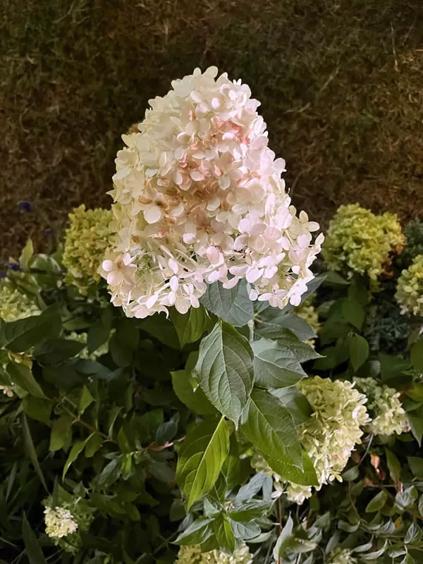 20pcs hydrangea flower seed vanilla strawberry seeds for outdoor home planting bonsai photo review