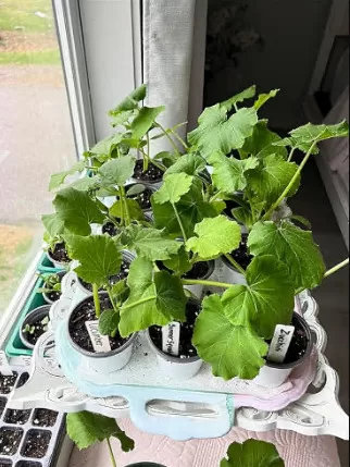 Tasty Green Hybrid Cucumber Seeds photo review