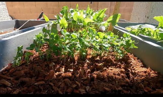 Jericho Hybrid Lettuce Seeds photo review