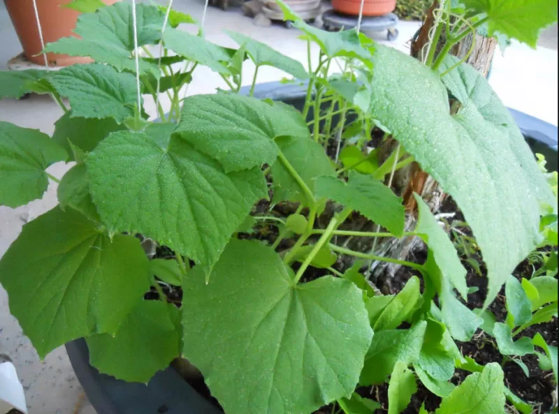 Sweet Success Hybrid Cucumber Seeds photo review