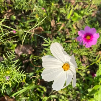 Sonata Mix Cosmos Flower Seeds photo review