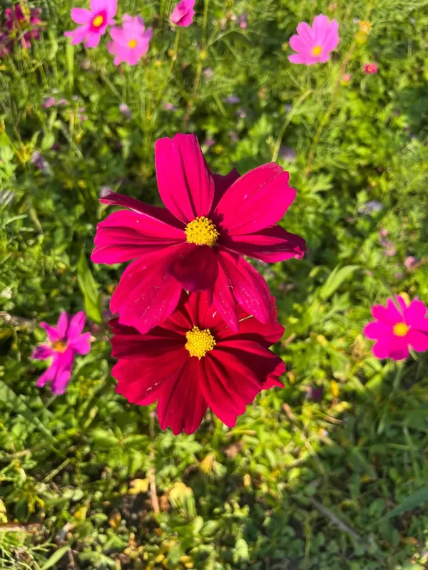 'Rubenza' Cosmos Seeds photo review