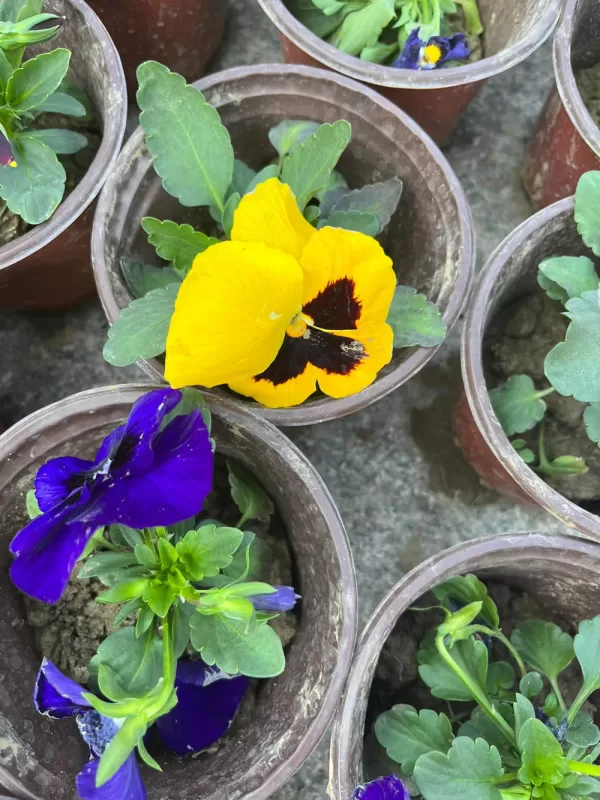Majestic Giants ll Autumn Mix Pansy Seeds photo review