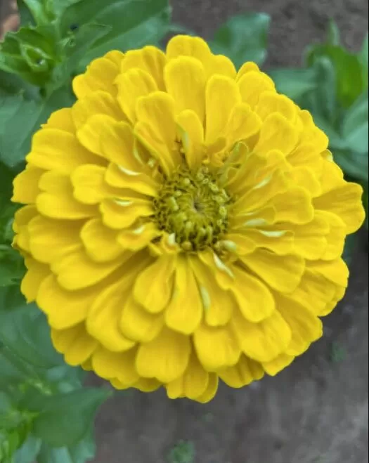 Dreamland Yellow Hybrid Zinnia Seeds photo review