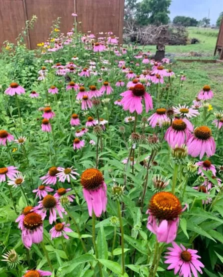 PowWow® Wild Berry Coneflower Seeds photo review