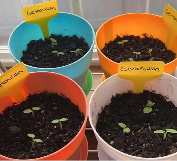 Maverick™ Appleblossom Hybrid Geranium Seeds photo review