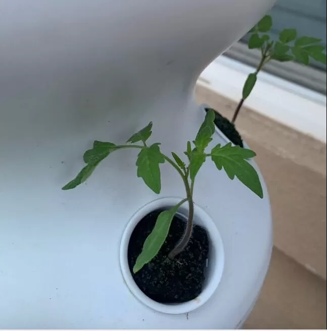 Firecracker Hybrid Tomato Seeds photo review