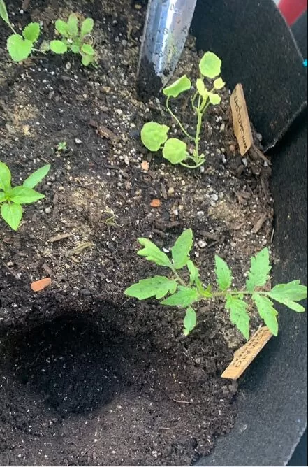 Better Bush Hybrid Tomato Seeds photo review